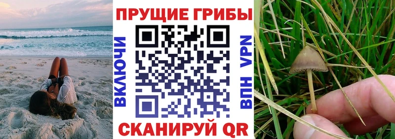 Галлюциногенные грибы Psilocybine cubensis  Купить где  Горняк 